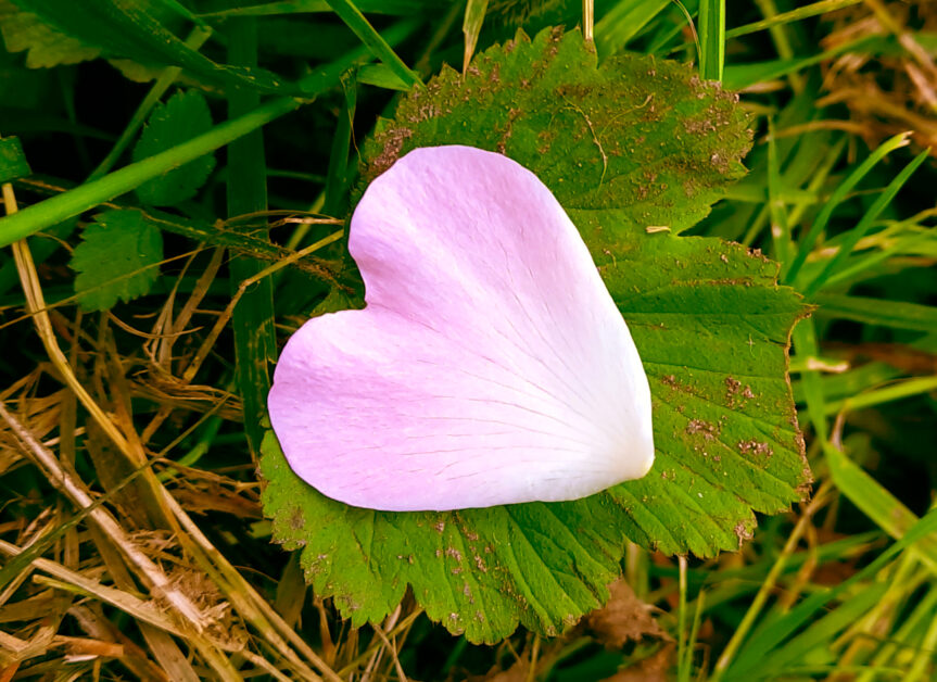 Wege in die Ruhe des Herzens
